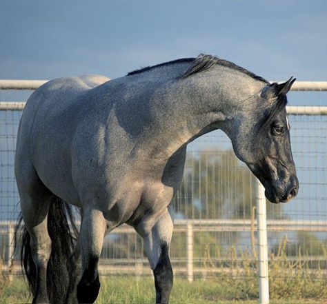 AQHA Stallion My Final Notice – What’s your opinion on him Blue Roan Quarter Horse, Blue Roan Horse, Aqha Stallion, Quarter Horse Stallion, Quarter Horses, Blue Roan, American Quarter Horse, All The Pretty Horses, Horse Crazy