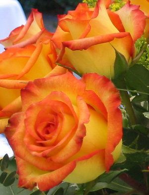 Orange and yellow roses, the most beautiful rose of all time. For happiness and passion. Love when my husband buys me these for my fall birthday. Perfect! Yellow Plants, Flowers Orange, Rose Of Sharon, Love Roses, Orange Roses, Beautiful Rose Flowers, Favorite Flowers, Love Rose, Orange And Yellow