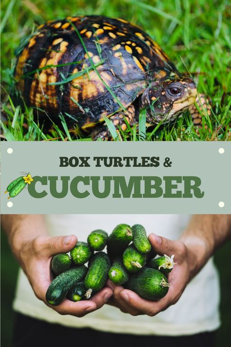 The box turtle diet! Are cucumbers a major part of the box turtle diet and approved food list? This blog post covers all the details of feeding box turtles cucumber. Box Turtle Diet, Box Turtle Food, Box Turtle Habitat, Box Turtles, Eastern Box Turtle, Mushroom Broccoli, Low Maintenance Pets, Turtle Habitat, Grape Apple