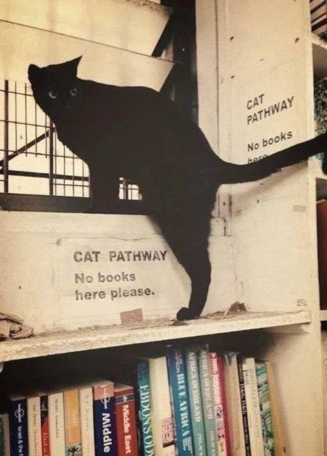 Bookstore Cats, Blessed Images, Katt Grejer, A Black Cat, Cat Books, Book Shelf, Crazy Cat Lady, Best Funny Pictures, Crazy Cats