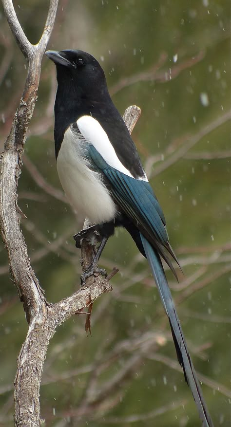 Black Billed Magpie, Crow Family, Magpie Art, Jackdaw, The Crow, Nature Birds, Exotic Birds, Bird Pictures, Pretty Birds