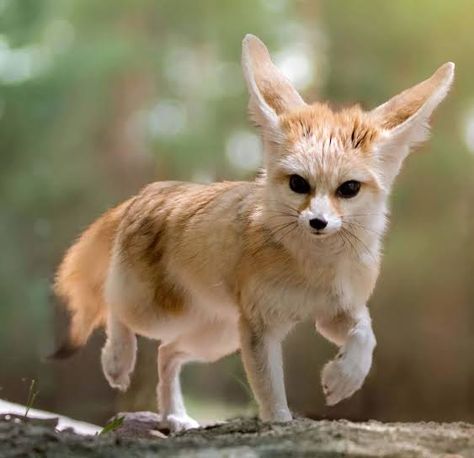 Fenic Fox, Cute Guy Names, Fox Anatomy, Fennec Fox Pet, Fox Pups, St Louis Zoo, Big Personality, Fennec Fox, Fox Ears