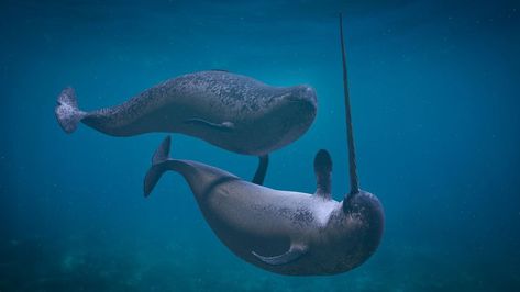 Now we know the reason for the narwhal's tusk | MNN - Mother Nature Network Narwhal Facts, Narwhal Tusk, Glaucus Atlanticus, Whale Facts, Fun Facts For Kids, Sea Mammal, Beluga Whale, Facts For Kids, Unusual Animals