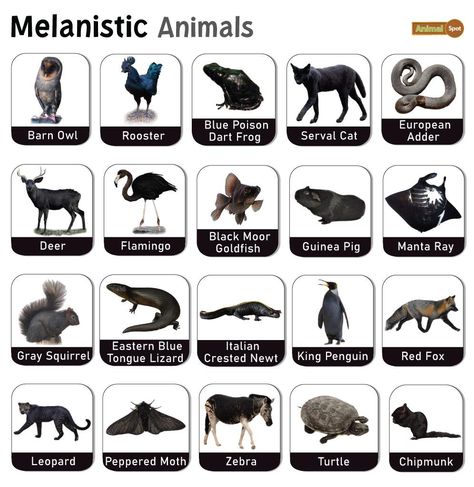 Melanistic Animals – Facts, List, Pictures Animal Omens, Blue Poison Dart Frog, Melanistic Animals, Deadly Animals, Jaguar Leopard, Serval Cats, Bird Barn, Black Deer, List Of Animals