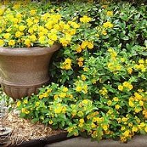 Texas Gardening and Drought Tolerant Plants Drought Tolerant Plants Texas, Yellow Lantana, Drought Tolerant Trees, Texas Landscaping, Backyard Garden Layout, Drought Tolerant Landscape, Backyard Garden Landscape, Texas Gardening, Small Backyard Gardens