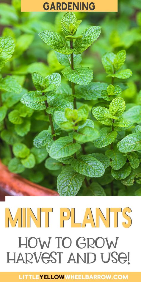 Growing Mint Outdoors, How To Harvest Mint, Growing Mint Indoors, How To Grow Mint, Grow Mint, Plant Herbs, Mint Herb, Mint Garden, Growing Mint