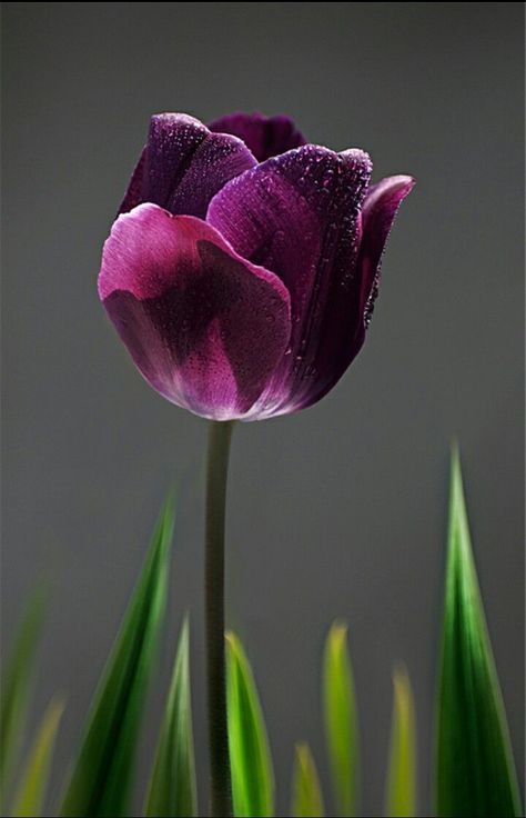 Maravillosa Different Types Of Flowers, Purple Tulips, The Secret Garden, Tulips Flowers, Exotic Flowers, Purple Flower, Types Of Flowers, Beautiful Blooms, Flower Pictures