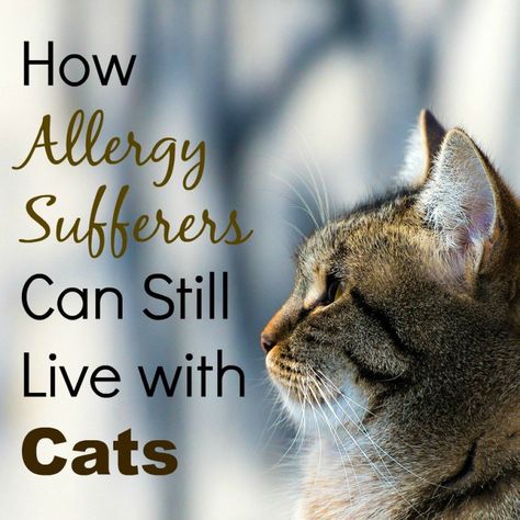 Having allergies sucks, but it doesn't mean you still can't experience the joy of pets...you just have to know what you're getting into. Cat Allergy Remedies, Hypoallergenic Cats, Living With Cats, Cat Allergies, Cat Dander, Pet Allergies, What Cat, Cat Care Tips, Owning A Cat