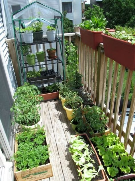 Balcony Herb Gardens, Lots Of Plants, Apartment Balcony Garden, Small Balcony Garden, Small Vegetable Gardens, نباتات منزلية, Outdoor Balcony, Home Vegetable Garden, Hydroponic Gardening