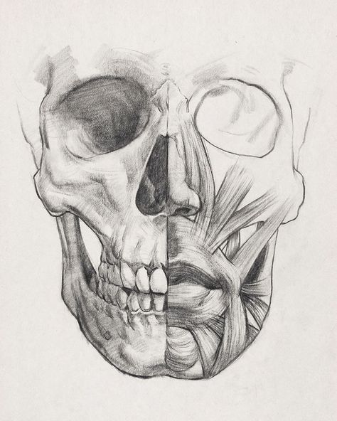 Anatomical diagram drawing I made for the anatomy and structure lesson on lips. Lesson can be found at proko.com/10  #lips #anatomydrawing… Vet Med Drawing, Body Diagram Drawing, Anatomical Drawings Sketches, Anatomy Art Projects, Human Anatomy Drawings, Human Anatomy Drawing Sketches, Human Anatomy Art Sketches Study, Structure Art Gcse, Art Anatomy Study