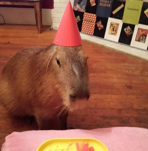 Chico capybara's 2nd birthday Birthday Capybara, Emoji Drawings, Animal Hats, Pretty Animals, Silly Animals, Cute Animal Videos, Rodents, Animal Planet, Animal Photo