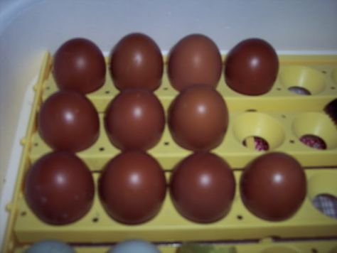 Cuckoo Marans eggs Cuckoo Maran, Egg Basket, Backyard Chickens, The Egg, Chickens Backyard, Chicken Coop, The 3, Grapes, Egg