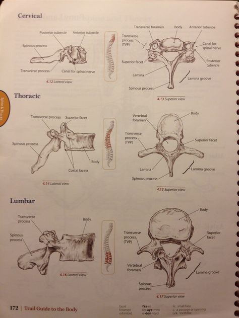 Bony Landmarks of Cervical, Thoracic and Lumbar vertebrae. Bony Landmarks, Pathology Study, Lumbar Vertebrae, Human Skeleton Anatomy, Radiology Student, Thoracic Vertebrae, Anatomy Bones, Medical School Life, Medicine Studies