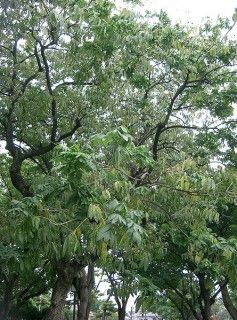 The soap nut tree Sapindus Mukorossi aka Indian Soapberry is a very large tree that produces prodigious amounts of a soaponifying nut that you can use as a greywater safe laundry detergent, dish and hand soap. Mrs. Safe Laundry Detergent, Soil Mixture, Soap Berries, Washing Soap, Soap Nuts, Zone 9, Permaculture Gardening, Large Tree, Banana Tree