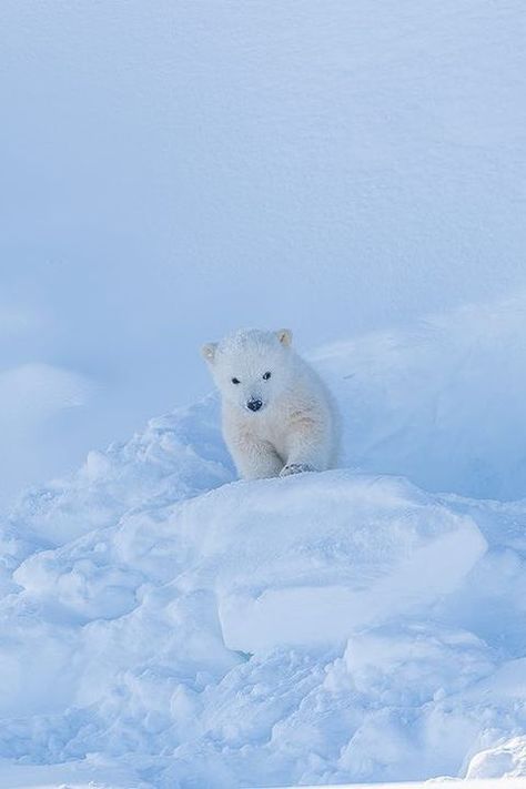 Polar Bear Wallpaper, Baby Polar Bears, Bear Cub, Majestic Animals, Bear Wallpaper, From Instagram, Cute Funny Animals, Polar Bear, Animal Photography