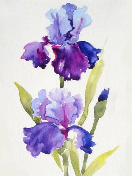 Deborah Conn ���💜 Iris Art, Iris Painting, Watercolor Paintings For Beginners, 강아지 그림, Diy Watercolor Painting, Watercolor Flower Art, Watercolor Painting Techniques, Watercolor Art Lessons, Watercolor Paintings Tutorials