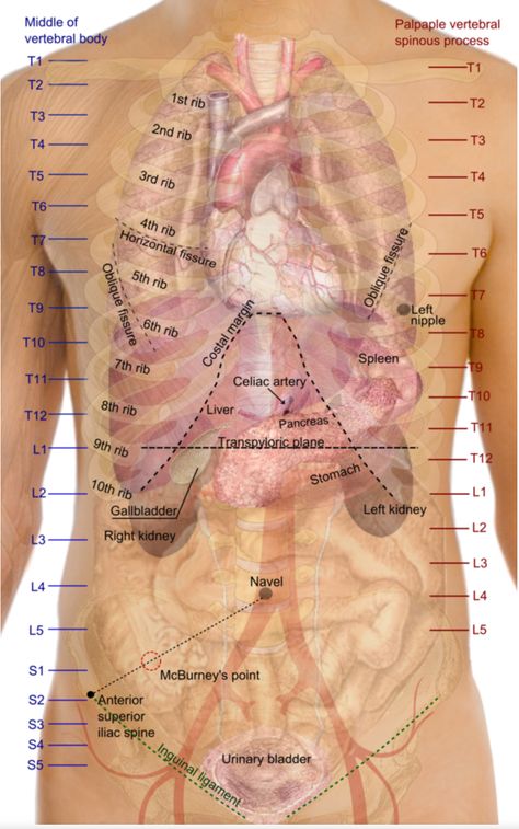 Human Body Organs, Pa School, Respiratory Therapy, Rad Tech, Medical Anatomy, Anatomy Physiology, Anatomy Study, Nurse Stuff, Body Organs