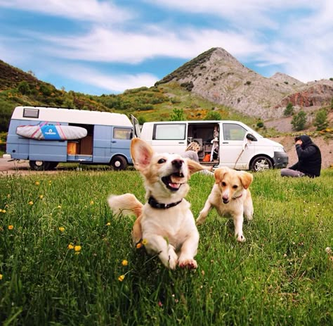 Tips and tricks for #vanlife with a dog. What to pack, advice on controlling the temperature, how to find a pet sitter. Great blog read for anyone building a diy campervan conversion or RV! Van Life Dog, Diy Van Life, Mini Rv, Glamping Essentials, Renovation Hacks, Campers And Rv, Diy Campervan, Rv Travel Trailers, Campervan Conversion