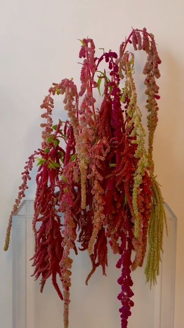 Amaranth Wedding Decoration, Amaranth Aesthetic, Amaranthus Arrangement, Amaranth Bouquet, Burgundy Amaranthus, Amaranth Wedding, Snake Wedding, Mansa Musa, Amaranth Flower