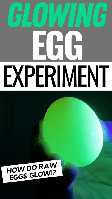 Raw eggs glow with this cool experiment. Bouncy Egg Experiment, Light Science Experiments, Egg Experiment, Light Experiments, Egg Experiments, Stem Activities Preschool, Science Experiment For Kids, Raw Eggs, Light Science