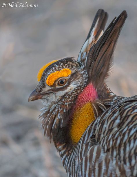 Greater Prairie Chicken Portrait | Bluestem Prairie Lek | Neil Solomon | Flickr Chicken Portrait, Prairie Chicken, Canadian Animals, Weird Birds, Water Paint, Game Birds, Bird Drawings, Water Painting, Weird Animals