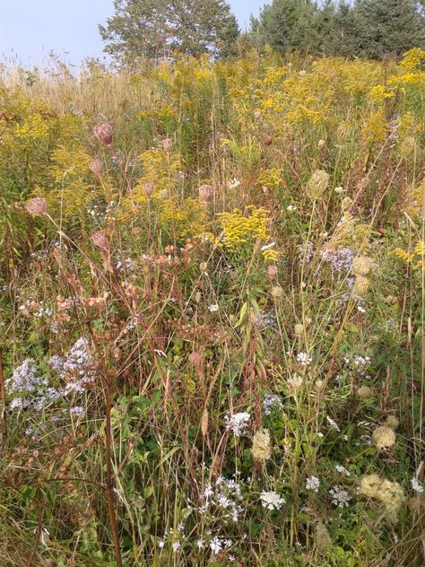 Autumn hedgerow Autumn Hedgerow, Autumn Flowers, The Secret History, Fall Flowers, Subjects, Wild Flowers, History, Plants, Flowers