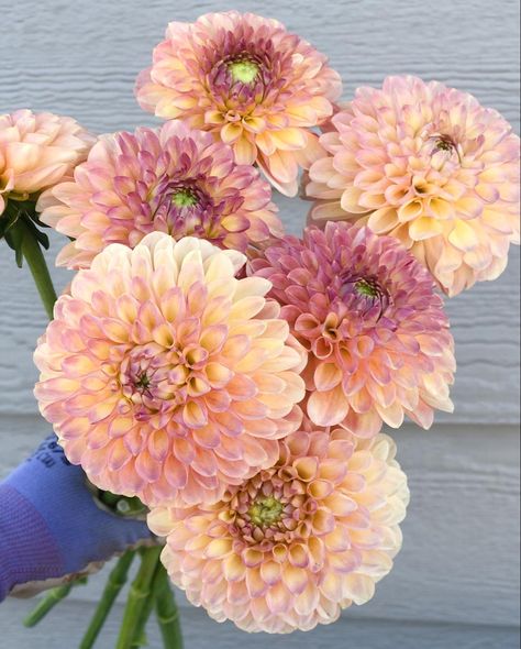 Cut Flower Garden, Boise Idaho, Summer Heat, Cut Flowers, Idaho, Dahlia, True Colors, Apricot, Flower Garden