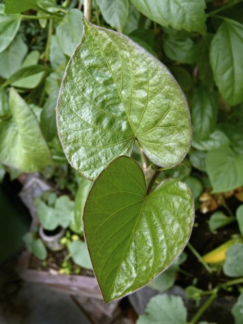 7 Surprising Benefits of Sweet Potato Leaves Sweet Potato Leaves Benefits, Sweet Potato Greens Recipe, Sweet Potato Leaf Recipe, Sweet Potato Greens, Sweet Potato Leaves Recipe, Herbal Pantry, Benefits Of Sweet Potato, Yam Leaves, Garden Meals