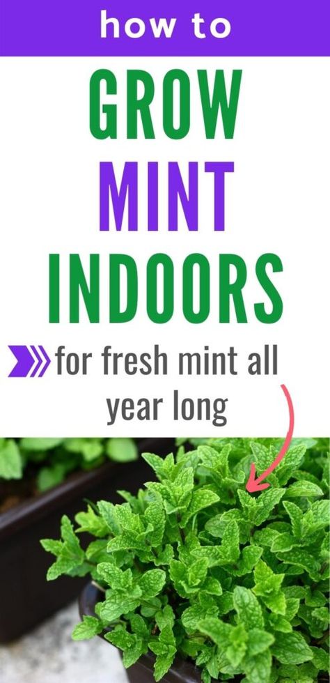 Grow Mint Indoors, Plants That Repel Spiders, Mint Plant Care, Growing Mint Indoors, Harvesting Basil, Mint Herb, Mint Seeds, Mint Garden, Growing Mint