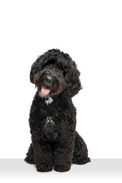 718 Black Labradoodle Stock Photos, Pictures & Royalty-Free Images - iStock Black Doodle Dog Art, Black Labradoodle Puppy, Black Doodle Dog, Labradoodle Black, Doodle Dog Art, Black Labradoodle, Labradoodle Puppy, Image Film, Doodle Dog