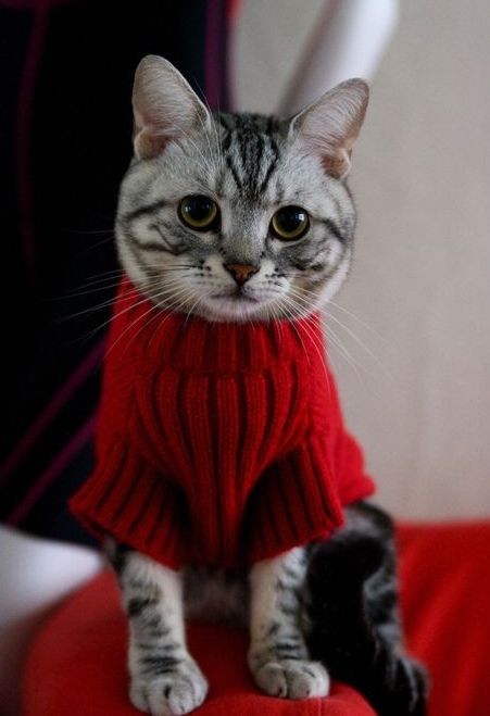 Red Cottage, Red Sweater, Cats Meow, Crazy Cat Lady, Beautiful Cats, 귀여운 동물, Funny Cat, Christmas Cats, Crazy Cats