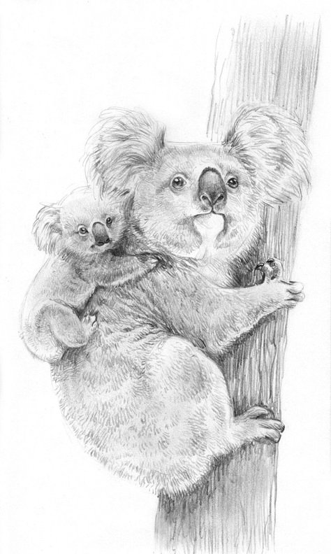 Koala Drawing, Realistic Animal Drawings, Pencil Drawings Of Animals, Animal Drawings Sketches, Baby Koala, Art Drawings Sketches Pencil, Nature Drawing, Animal Drawing, Art Drawings Sketches Creative