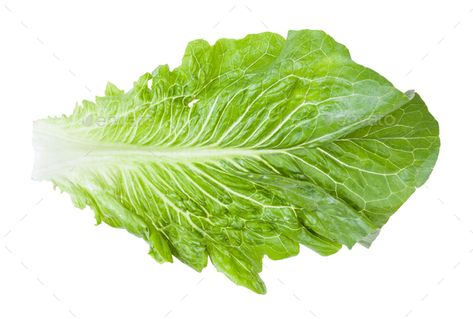 green leaf of Romaine lettuce isolated on white by vvoennyy. green leaf of Romaine lettuce isolated on white background #Sponsored #Romaine, #lettuce, #green, #leaf Green Lettuce, Romaine Lettuce, All About Plants, Green Leaf, Lettuce, Green Leaves, House Plants, Plant Leaves, White Background