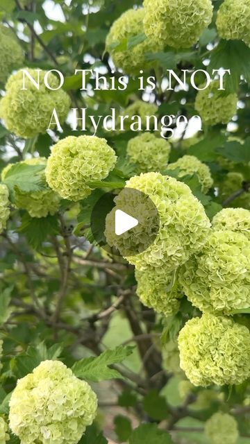 Maine Garden, Backyard Envy, Snowball Viburnum, Landscaping Trees, Spring Inspo, Beautiful Backyards, Super White, Flowering Trees, Trees And Shrubs