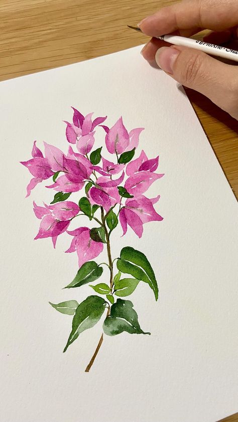 Bougainvillea Watercolor Tutorial, How To Paint Bougainvillea, Bougainvillea Painting Watercolors, Kathgolap Painting, Watercolour Bougainvillea, Bougainvillea Drawing, Bougainvillea Illustration, Bougainvillea Art, Bougainvillea Painting