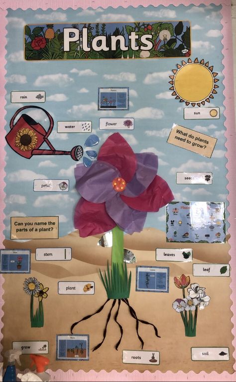 Primary School Topic Ideas, Year 1 Plants, Year 1 Science Display, Classroom Displays Primary Ks1, Plants Classroom Display, Science Displays Primary, Teaching Displays Primary, Year 2 Science Display, Plants Theme Board Ideas