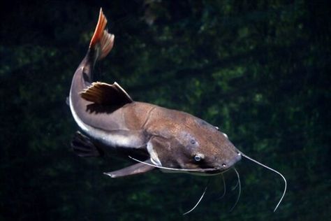 how to tell if a catfish is pregnant Female Peacock, How To Catch Catfish, Blue Catfish, Ikan Air Tawar, Channel Catfish, Catfish Fishing, Cleaning Fish, Pregnancy Signs, Nocturnal Animals