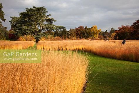 Molinia Edith Dudszus, Landscape With Grasses, Trentham Gardens, Molinia Caerulea, New Zealand Garden, Highgrove Garden, Garden Palace, Garden Castle, Garden Whimsical