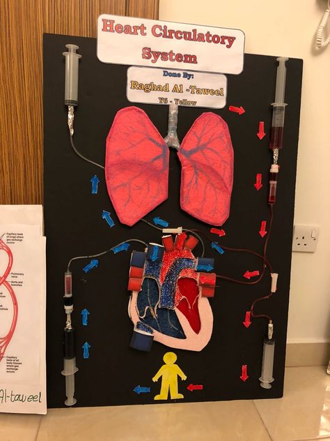 Medical Board Ideas, Creative Biology Projects, Circulatory System Projects Models, Cardiovascular System Project, Heart Projects Anatomy, Heart Model Project Science, Heart Model Project, Cardiorespiratory System, Biology Models Projects Ideas