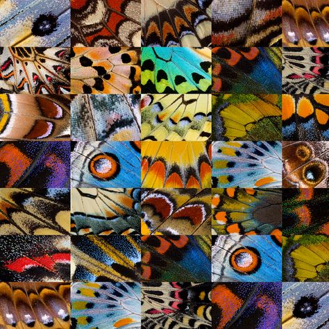 Butterfly wing grouping photograph and design by:  Darrell Gulin Butterfly Wing Pattern, Butterfly Wings Art, Butterfly Wings Pattern, Gcse Art Sketchbook, Butterfly Wing, Gcse Art, A Level Art, Butterfly Art, Patterns In Nature