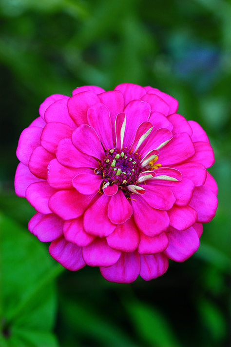 Bold and Beautiful Zinnias - FineGardening Very Beautiful Flowers, Rose Flower Pictures, Beautiful Flowers Images, Zinnia Flowers, Beautiful Flowers Photography, Wallpaper Flower, Beautiful Flowers Photos, Beautiful Pink Flowers, Wonderful Flowers