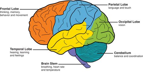 areas of the brain labeled with their major functions. Frontal lobes: thinking, memory, behavior, movement. Temporal lobes: hearing, learning, feelings. Brain stem: breathing, heart rate, temperature. Cerebellum: balance, coordination. Occipital lobes: vision. Parietal lobes: language, touch. Abstract Reasoning, Brain Diagram, Parts Of The Brain, Brain Parts, Exercise Daily, Frontal Lobe, Brain Diseases, Brain Facts, Caregiver Support