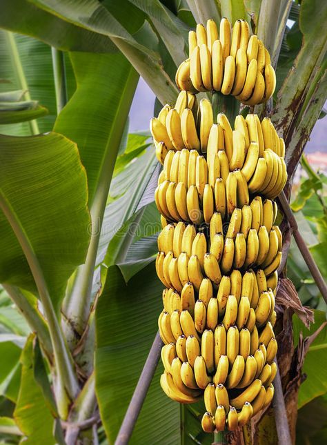 Banana Plant Indoor, Vegetable Pictures, Banana Cookies, Banana Art, Banana Fruit, Banana Plants, Banana Tree, Fruit Seeds, Beautiful Fruits