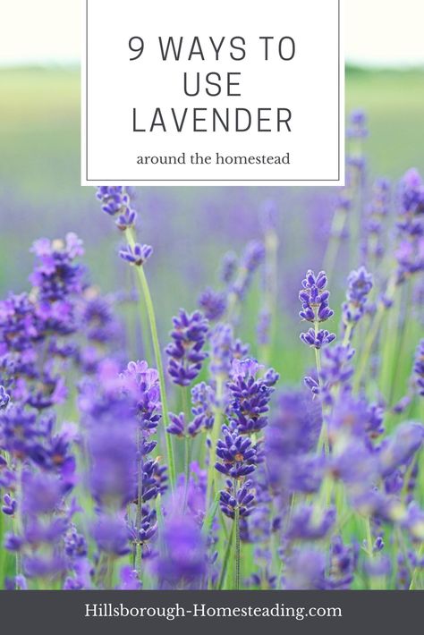 Check out these 9 unique ways to use lavender around the homestead. From first aid, to laundry, to cooking, these 9 ways to use lavender essential oil or fresh plant will keep you busy all summer long! | Hillsborough Homesteading What To Make With Fresh Lavender, Fresh Lavendar Ideas, How To Use Fresh Lavender, What To Do With Fresh Lavender, Fresh Lavender Uses, Lavender Plant Uses, Lavender Projects, Lavender Uses, Lavender Leaves