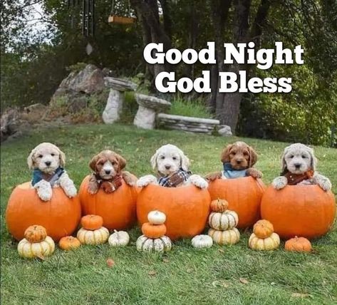 Beautiful Farm, Good Night Greetings, Puppy Pictures, Halloween Pictures, Food Fresh, Fall Decorating, Cute Pumpkin, Black Dog, Williams Sonoma