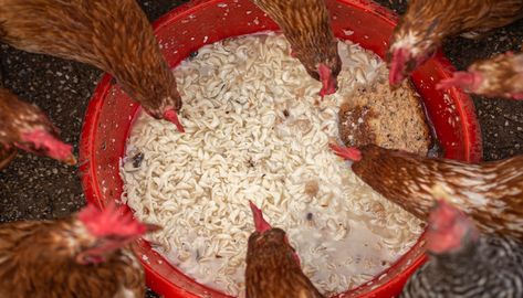 What To Feed Chickens, Feed Chickens, Feeding Chickens, Chicken Diet, Poultry Farming, Vegetable Scraps, Poultry House, Poultry Feed, Chicken Health