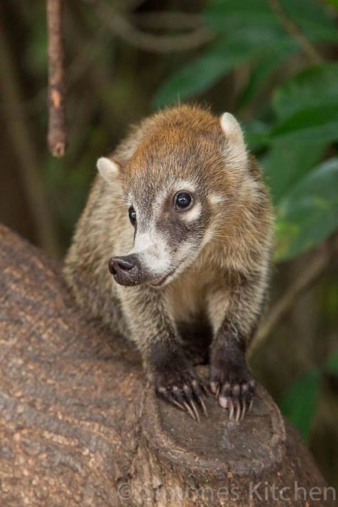 Coati Mundi Interesting Animals, Unusual Animals, Rare Animals, Weird Animals, Unique Animals, Cute Creatures, Animals Of The World, Animal Planet, In The Forest