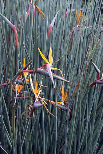 * Strelitzia Juncea, Rembrandt, Garden Inspiration, Wind Turbine, Plants, Flowers, Quick Saves