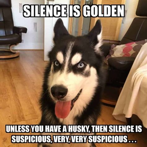 15 of the Best Siberian Husky Memes | Page 2 of 3 | PetPress Husky Memes Funny, Husky Jokes, Husky Meme, Husky Quotes, Siberian Husky Funny, Husky Breeds, Husky Funny, Dog Jokes, Funny Puns Jokes