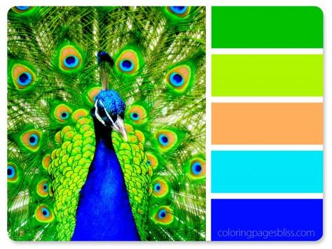 Printable Coloring Pages For Adults, Peacock Colors, Color Schemes Colour Palettes, Lights Ceiling, Nature Color Palette, Flush Mount Lights, Coloring Pages For Adults, Seasonal Decorations, Color Palette Design